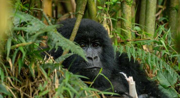 Discover the Captivating Mysteries within Mgahinga Gorilla National Park