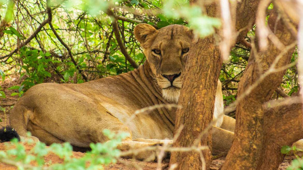 Uganda’s Tourism Impact on Economy and Communities